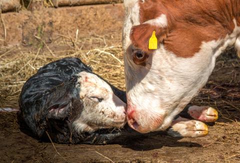Newborn calf