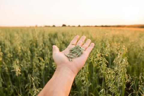 Hand holding ripening ears of oats