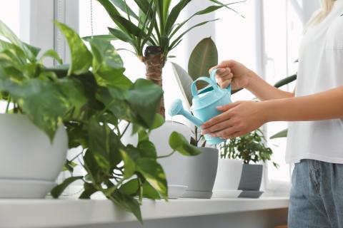 Woman watering beautiful houseplant on windowsill