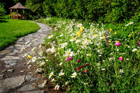 Wildflower garden