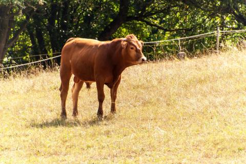 Bull calf on a dry pasture. Waiting for the rain.