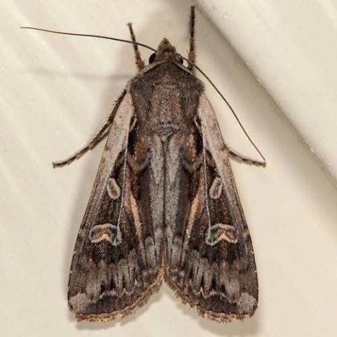 Army Cutworm